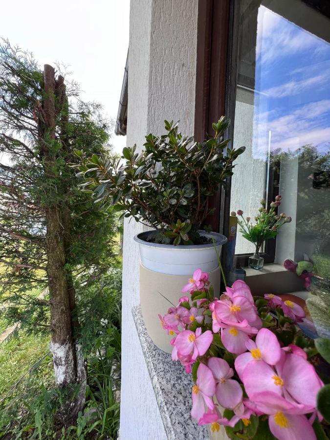 Casa Helen Insurance&Tourism Guest House Galócaş Екстериор снимка